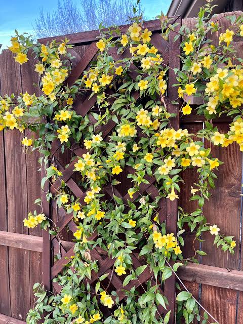 Carolina Jessamine - Gelsemium sempervirens