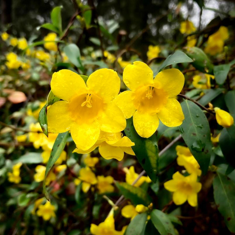 Carolina Jessamine - Gelsemium sempervirens