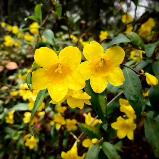 Carolina Jessamine - Gelsemium sempervirens