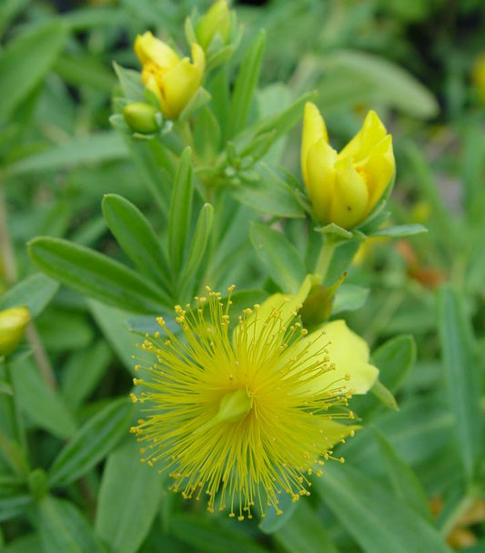 Cedar Glade St. John’s Wort - Hypericum frondosum