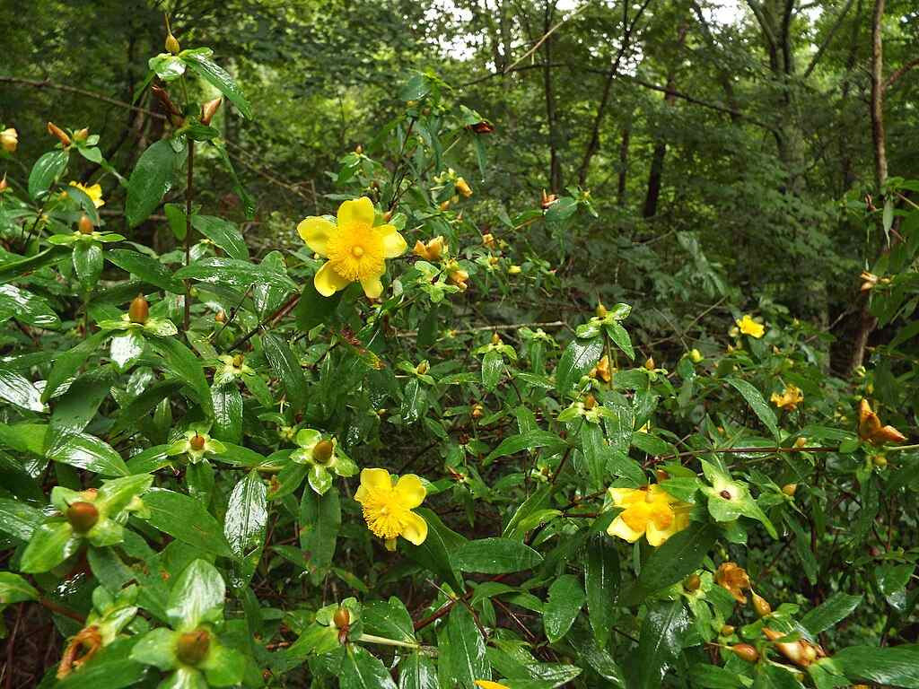 Cedar Glade St. John’s Wort - Hypericum frondosum