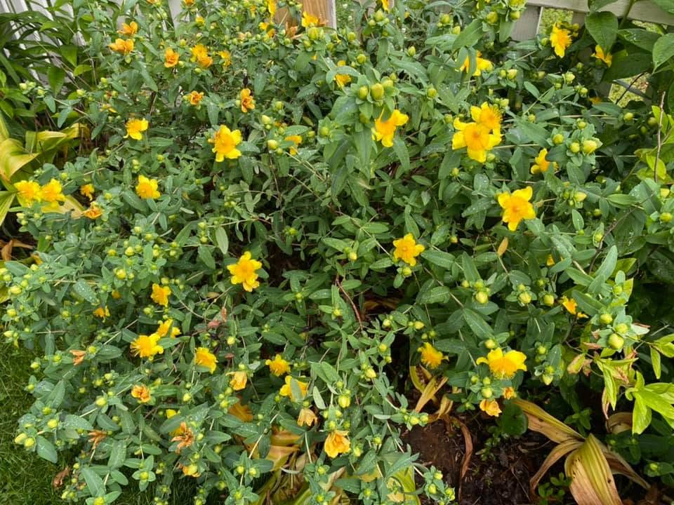 Cedar Glade St. John’s Wort - Hypericum frondosum
