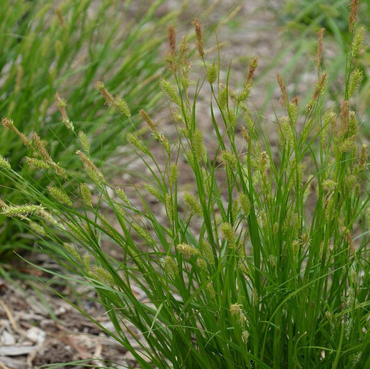Cherokee Sedge - Carex cherokeensis