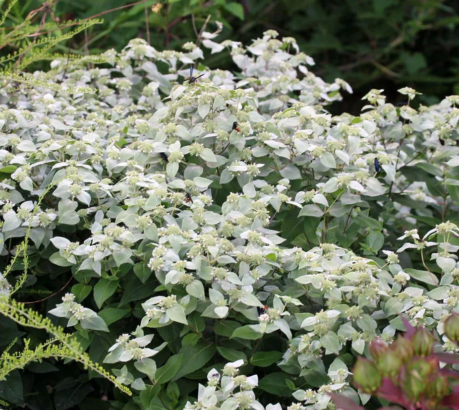 Clustered Mountainmint - Pycnanthemum muticum