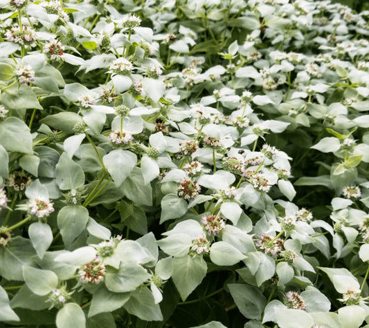 Clustered Mountainmint - Pycnanthemum muticum
