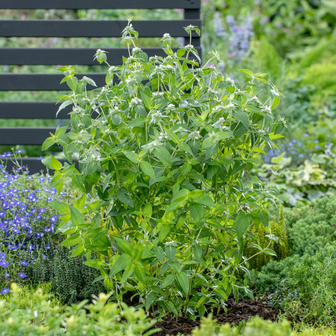 Clustered Mountainmint - Pycnanthemum muticum