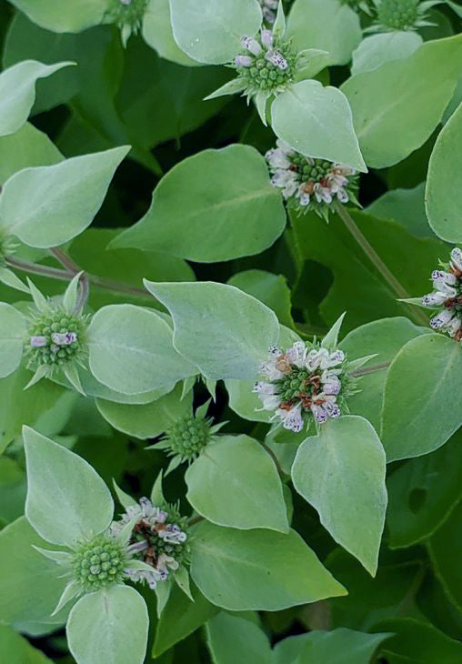 Clustered Mountainmint - Pycnanthemum muticum