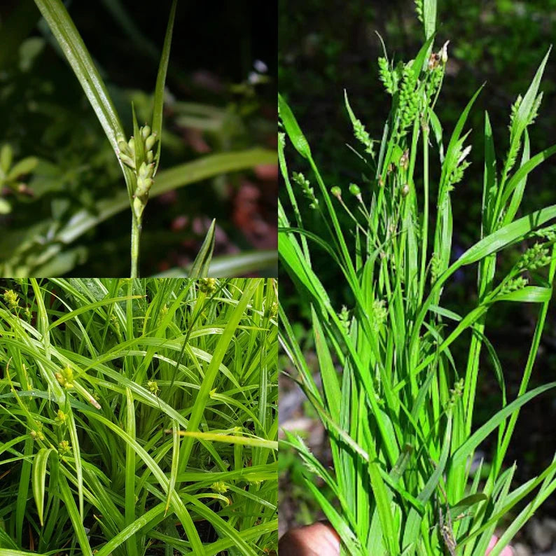 Common Wood Sedge - Carex blanda