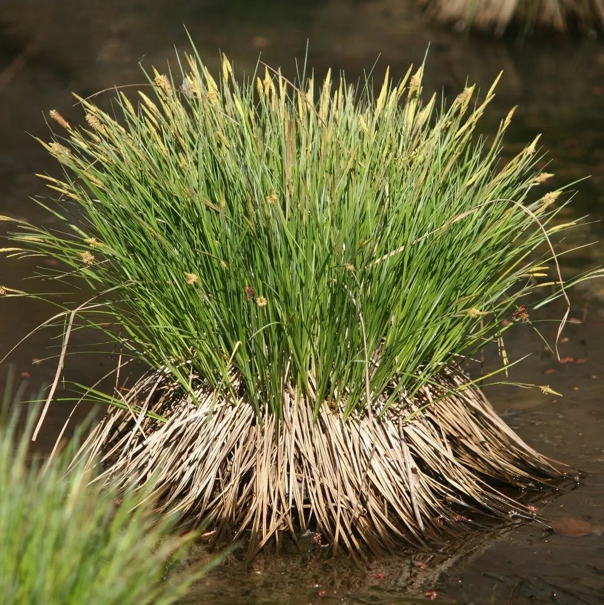 Common Tussock Sedge - Carex stricta