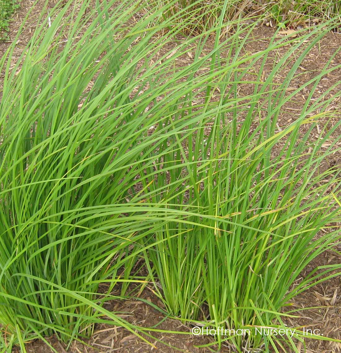 Common Tussock Sedge - Carex stricta