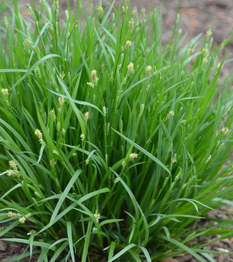 Common Wood Sedge - Carex blanda