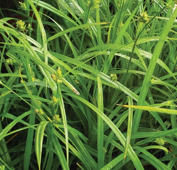 Common Wood Sedge - Carex blanda