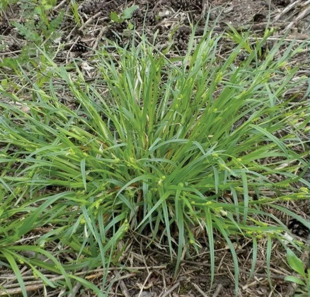 Common Wood Sedge - Carex blanda