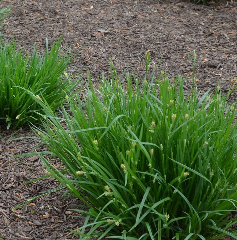 Common Wood Sedge - Carex blanda
