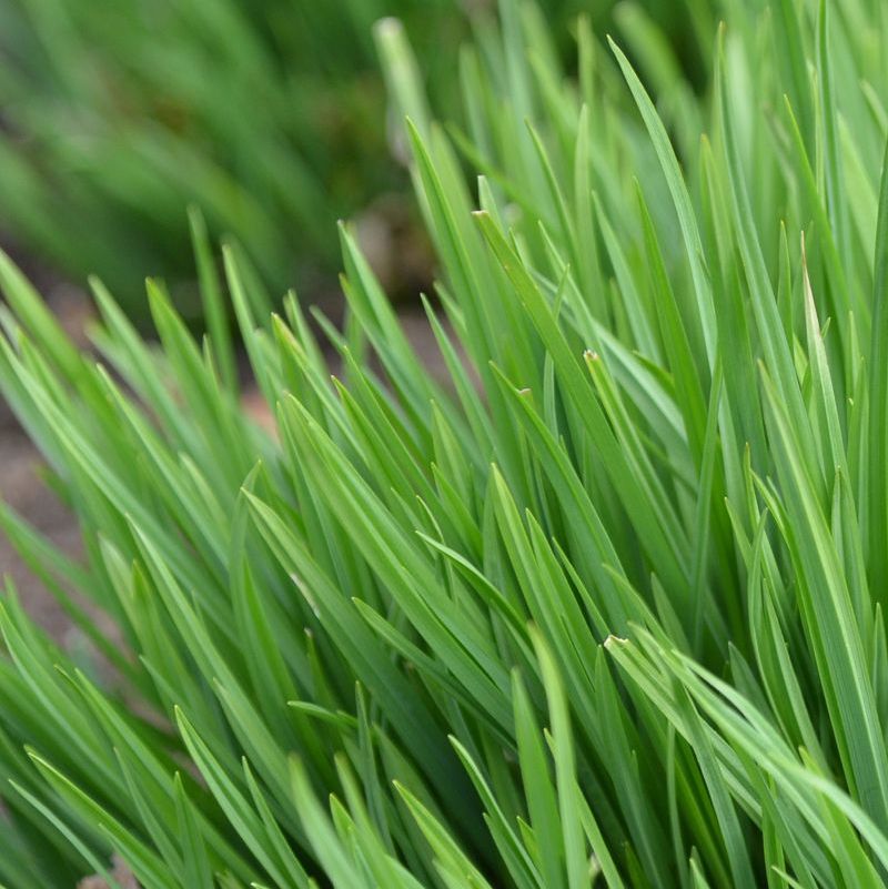 Common Wood Sedge - Carex blanda