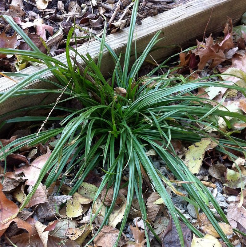 Common Wood Sedge - Carex blanda