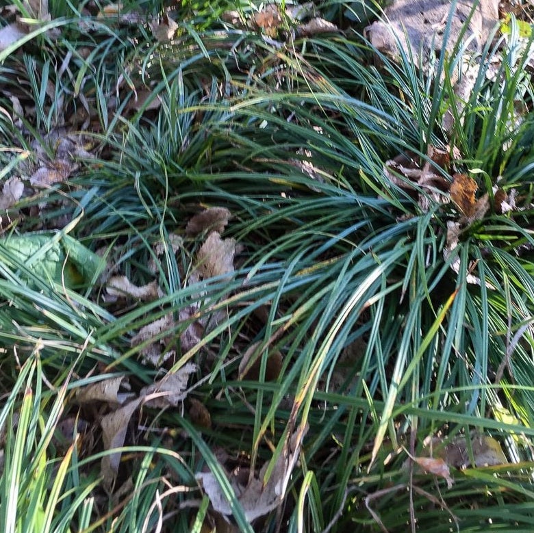 Common Wood Sedge - Carex blanda