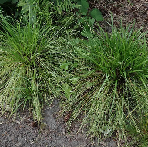 Common Wood Sedge - Carex blanda