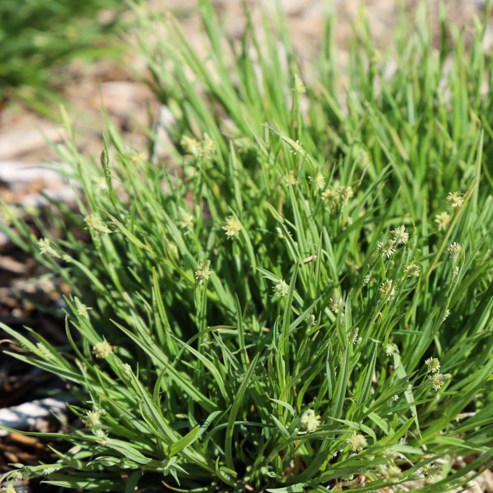 Common Wood Sedge - Carex blanda
