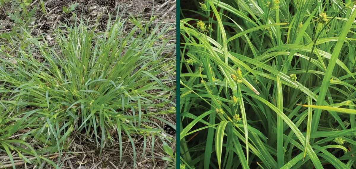 Common Wood Sedge - Carex blanda
