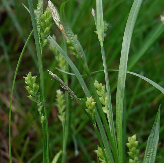 Common Wood Sedge - Carex blanda
