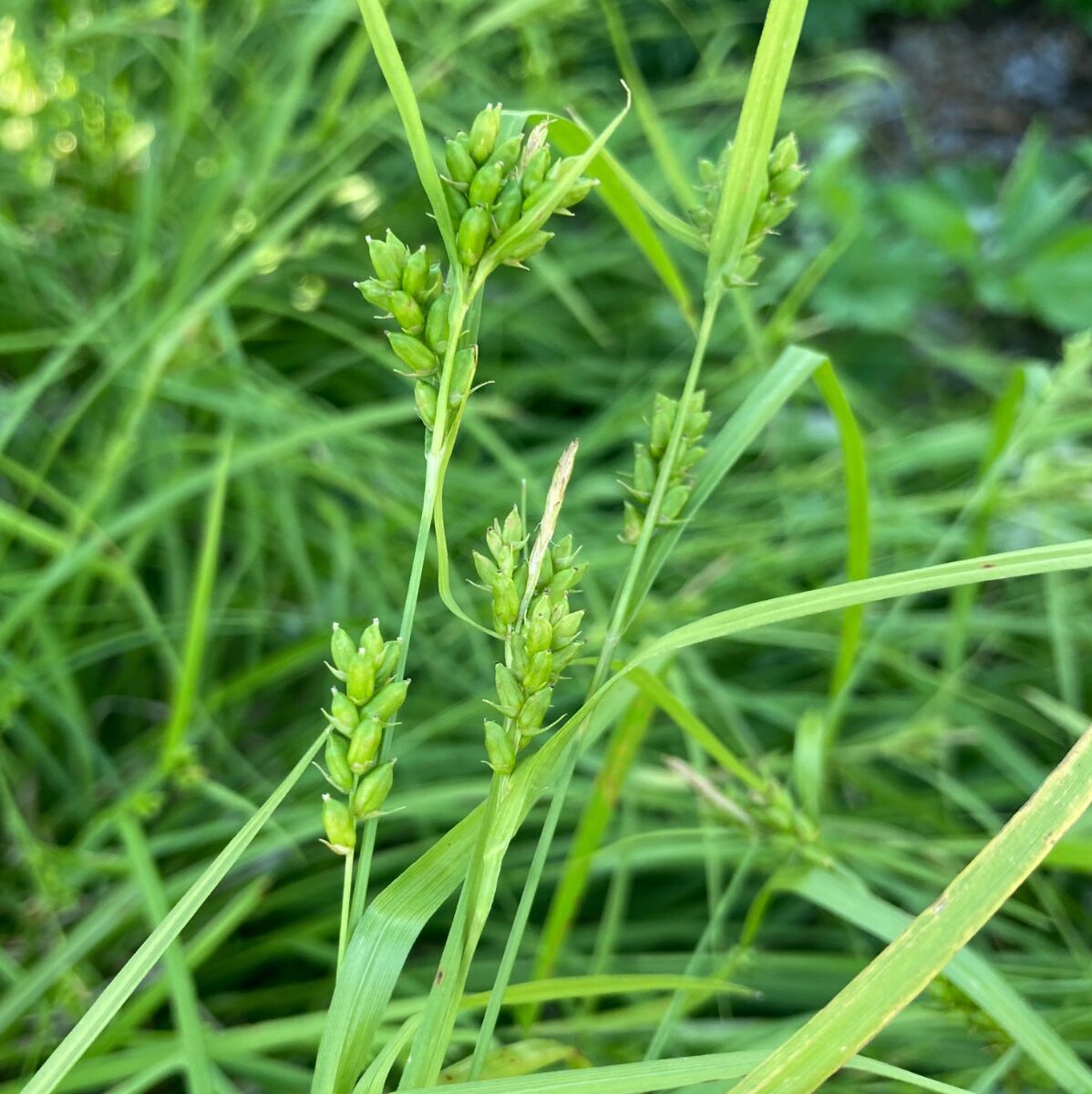Common Wood Sedge - Carex blanda
