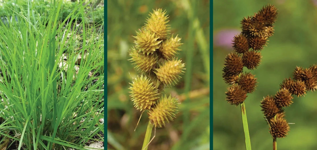 Crested Oval Sedge - Carex cristatella