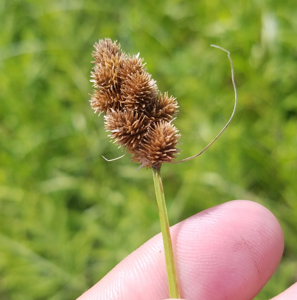 Crested Oval Sedge - Carex cristatella