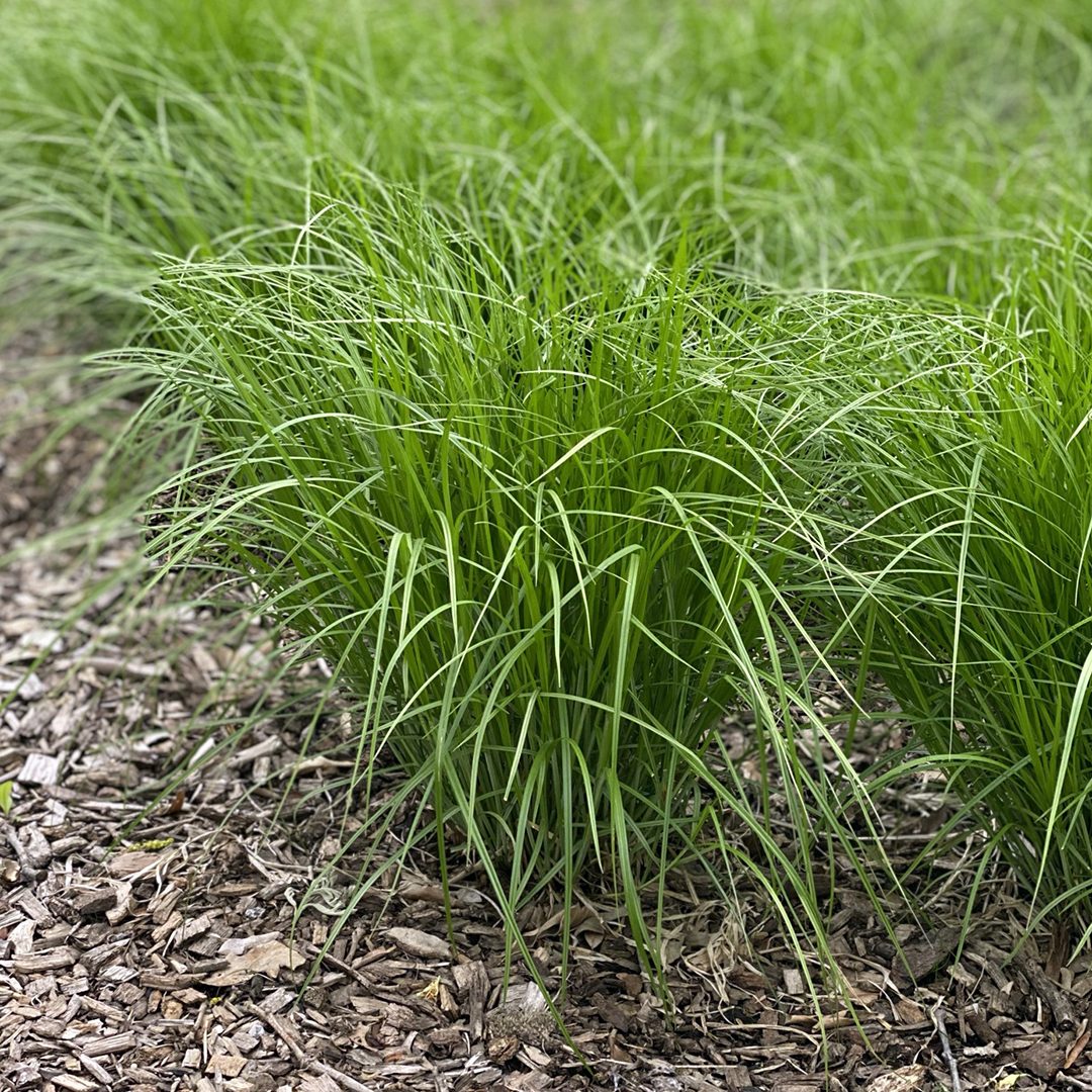 Crested Oval Sedge - Carex cristatella