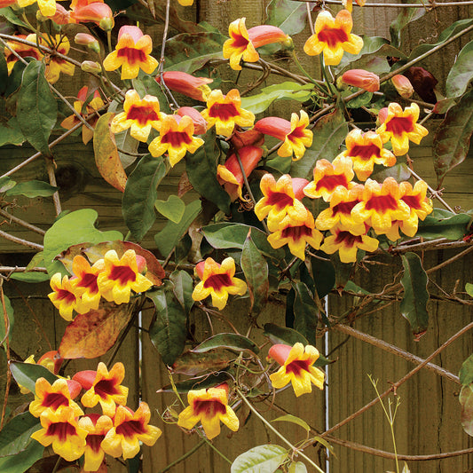 Crossvine - Bignonia capreolata