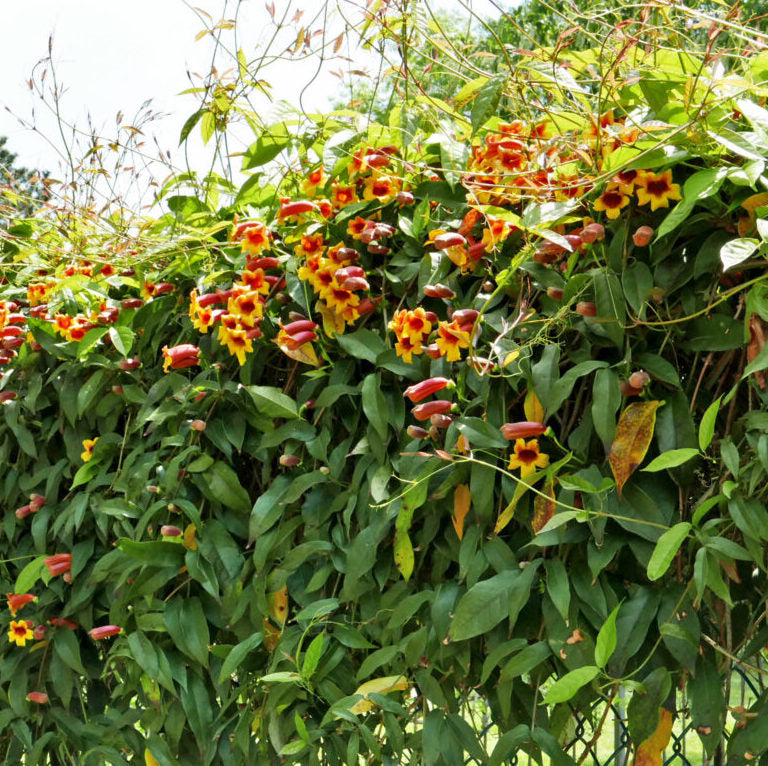 Crossvine - Bignonia capreolata