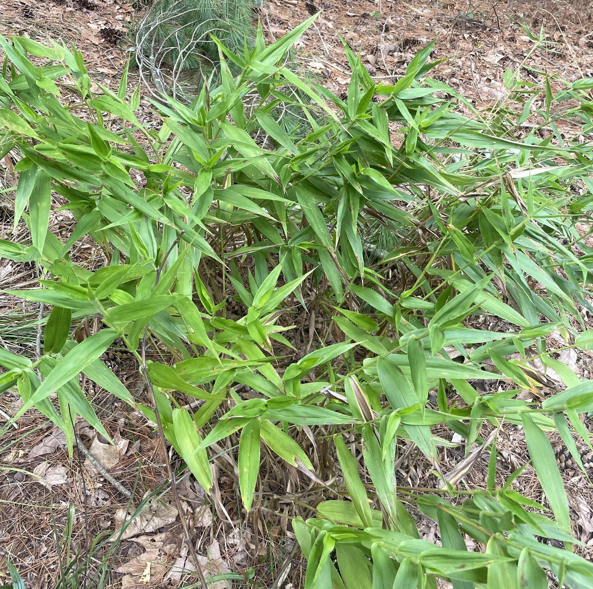 Deer Tongue Grass - Panicum clandestinum