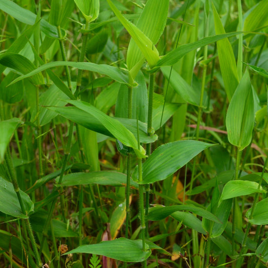 Deer Tongue Grass - Panicum clandestinum