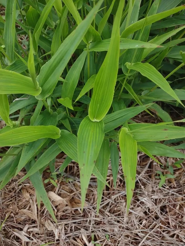 Deer Tongue Grass - Panicum clandestinum