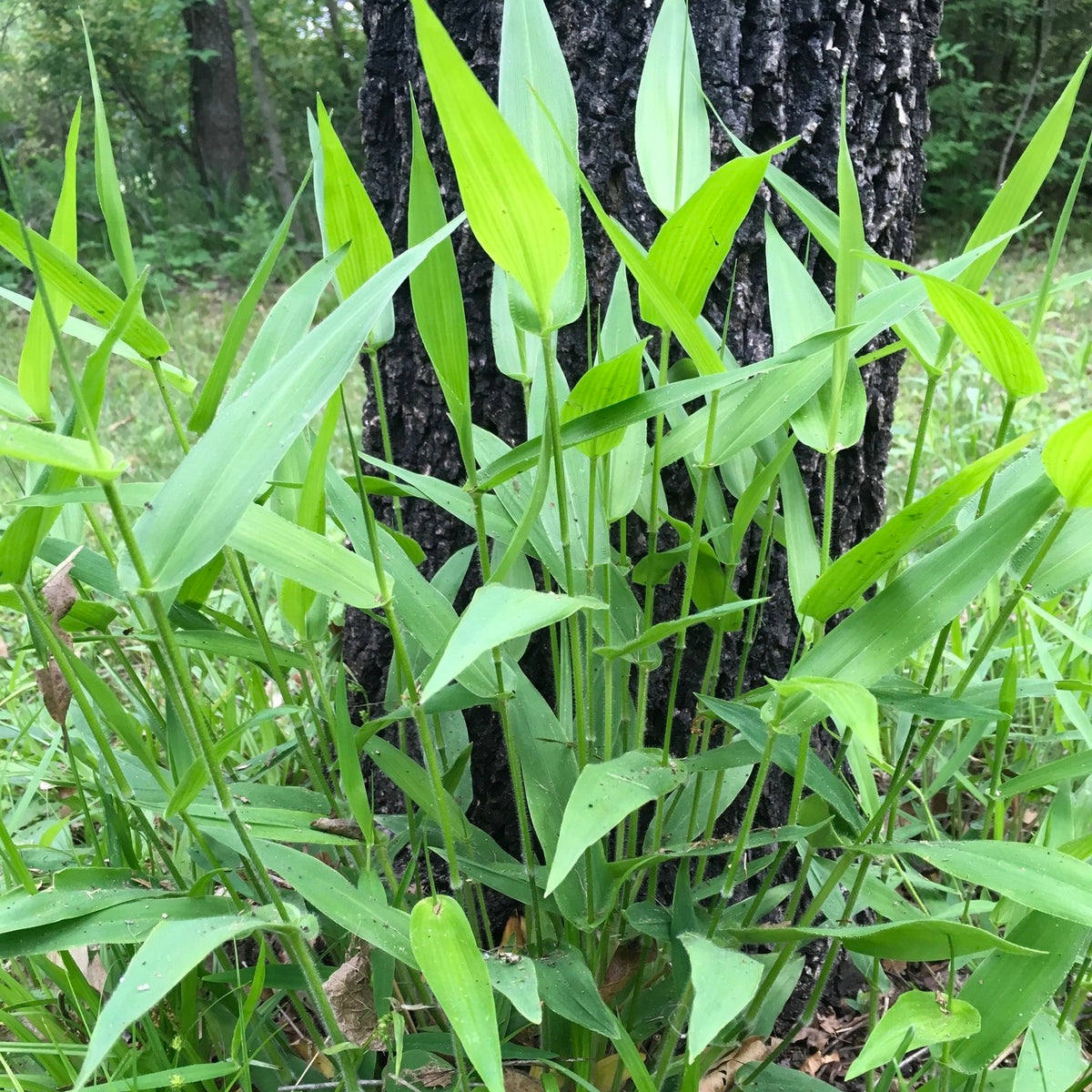 Deer Tongue Grass - Panicum clandestinum