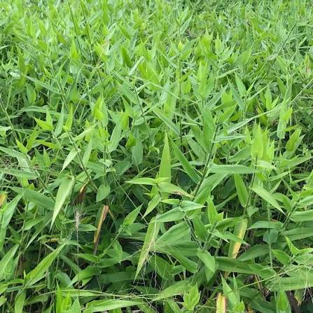 Deer Tongue Grass - Panicum clandestinum