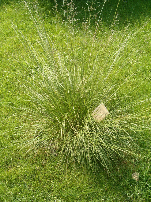Rough Dropseed - Sporobolus clandestinus