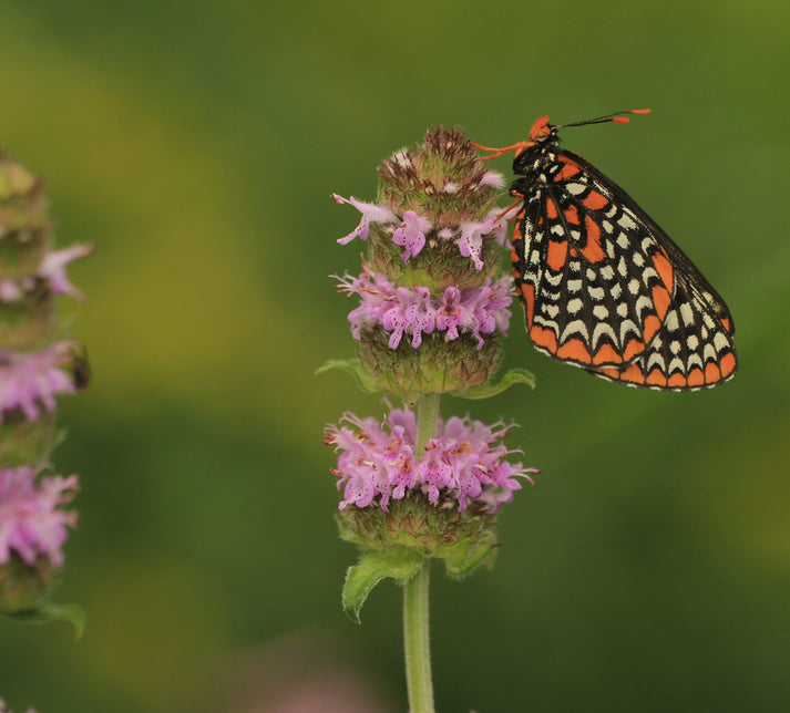 Downy Wood Mint - Blephilia ciliata