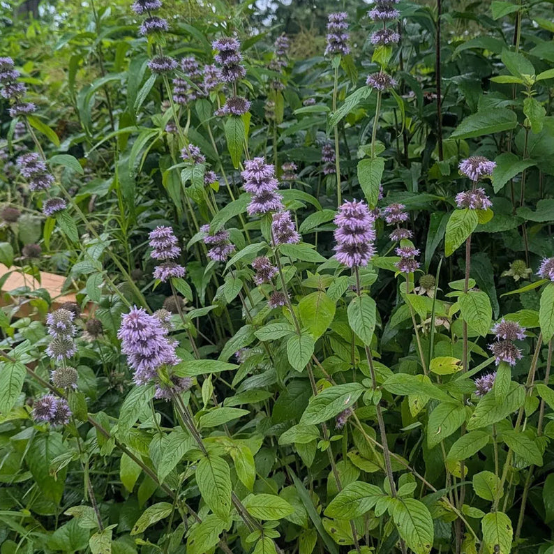 Downy Wood Mint - Blephilia ciliata