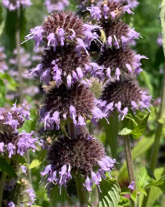 Downy Wood Mint - Blephilia ciliata