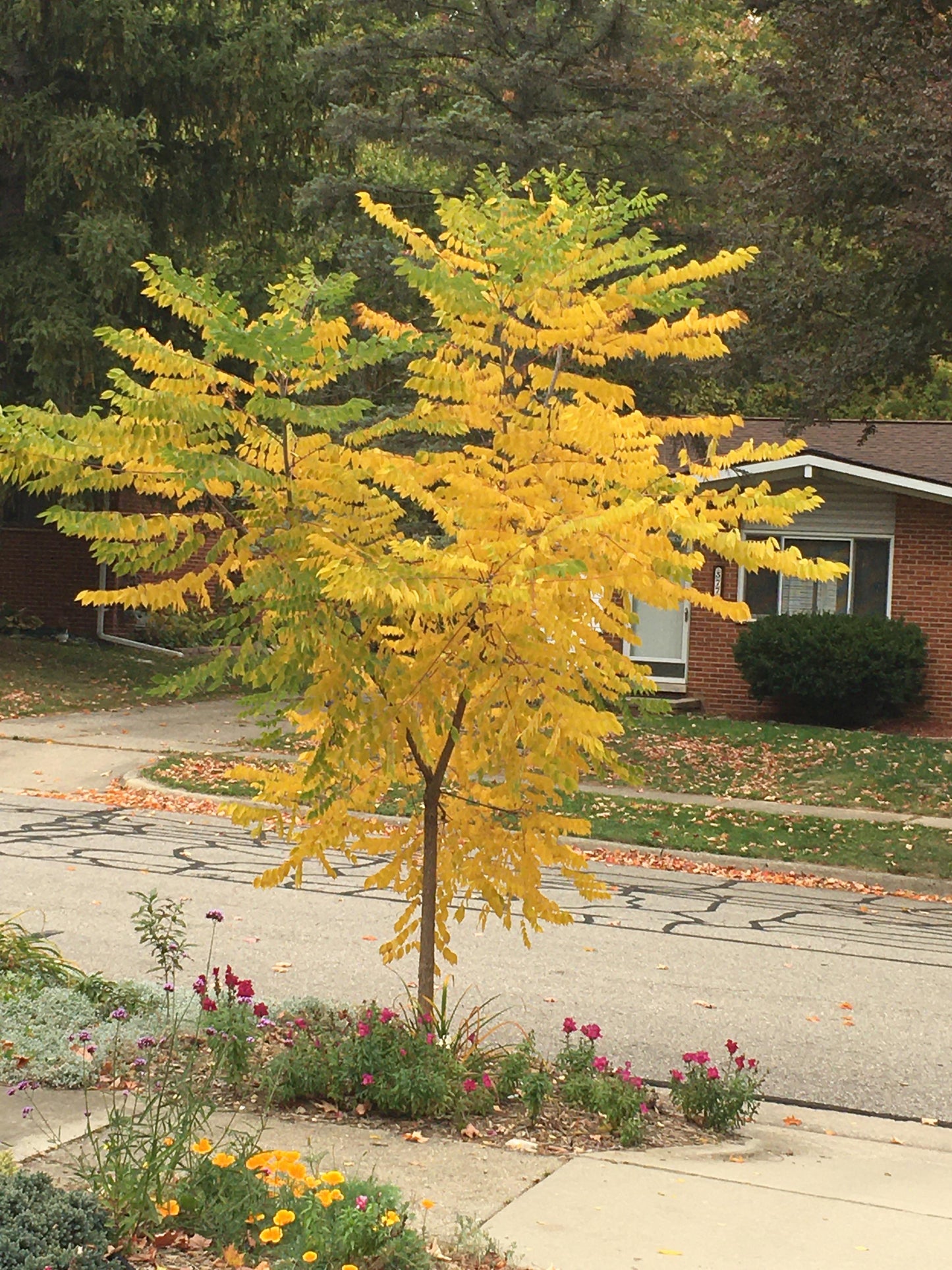 Kentucky Coffee Tree - Gymnocladus dioicus