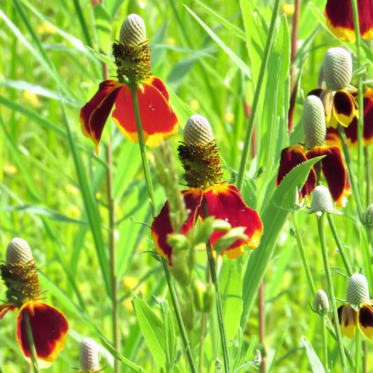 Dwarf Red Coneflower - Ratibida columnifera