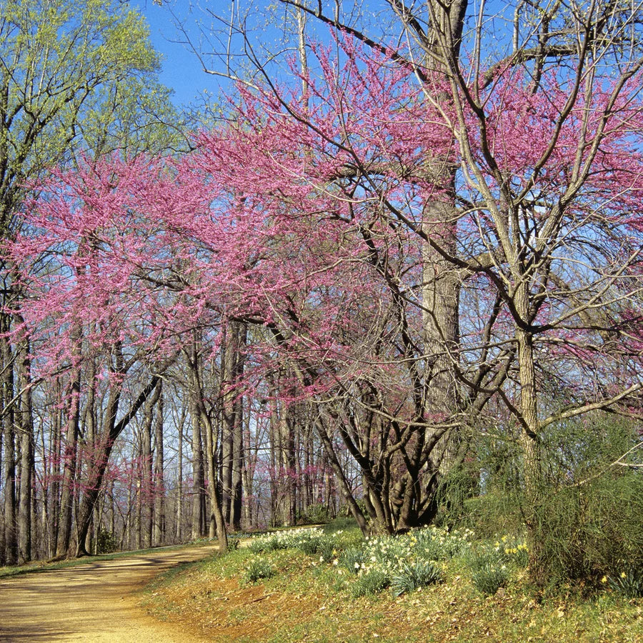 Red Bud - Cercis canadensis