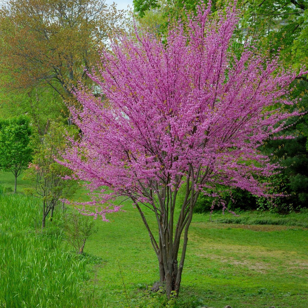 Red Bud - Cercis canadensis