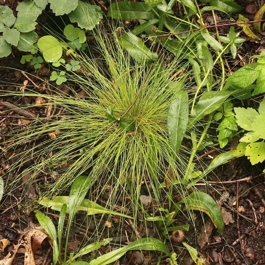Eastern Star Sedge - Carex radiata