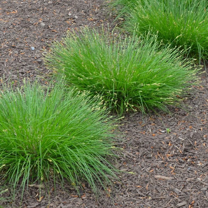 Eastern Star Sedge - Carex radiata