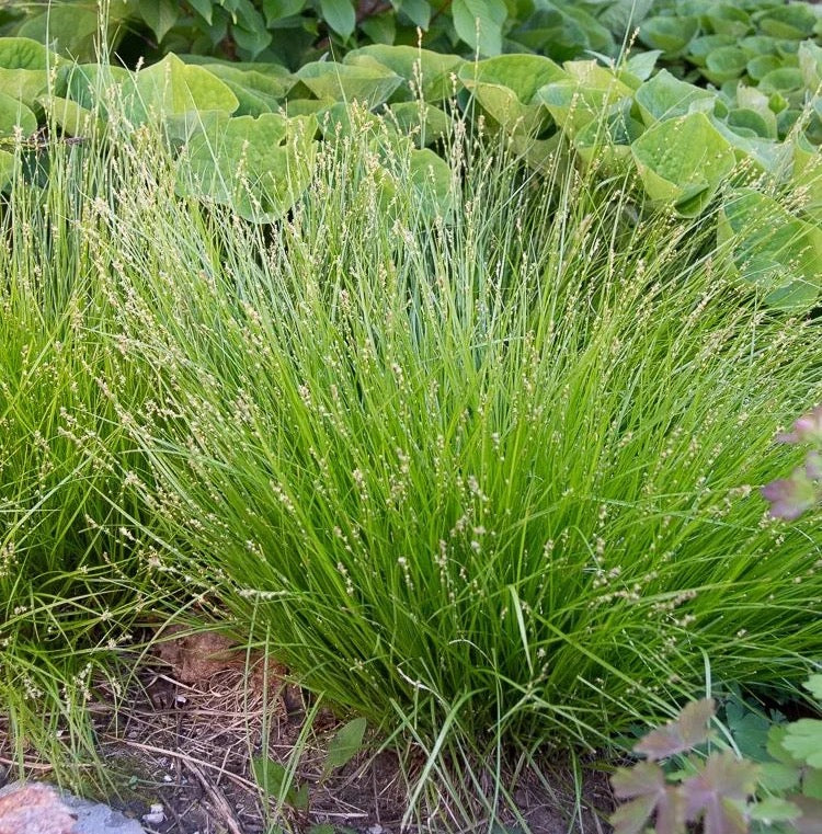 Eastern Star Sedge - Carex radiata