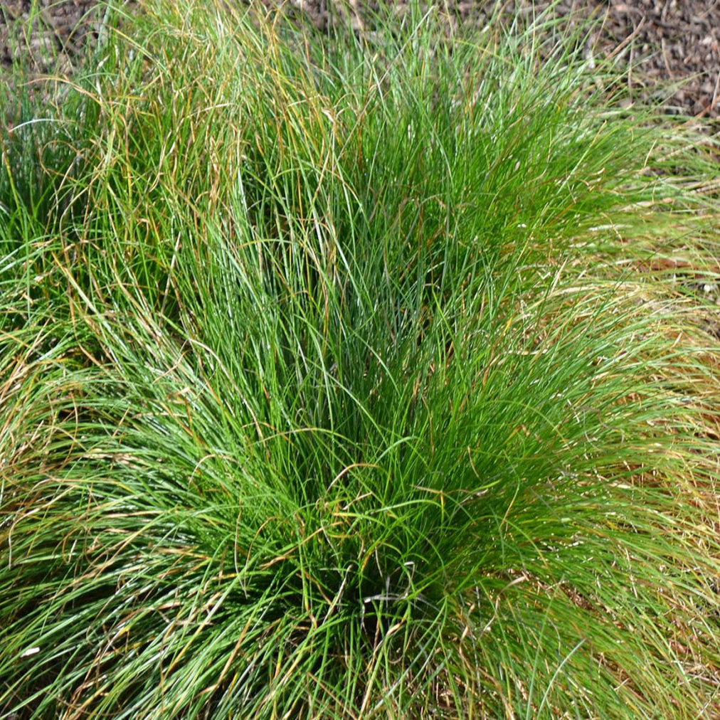 Eastern Star Sedge - Carex radiata