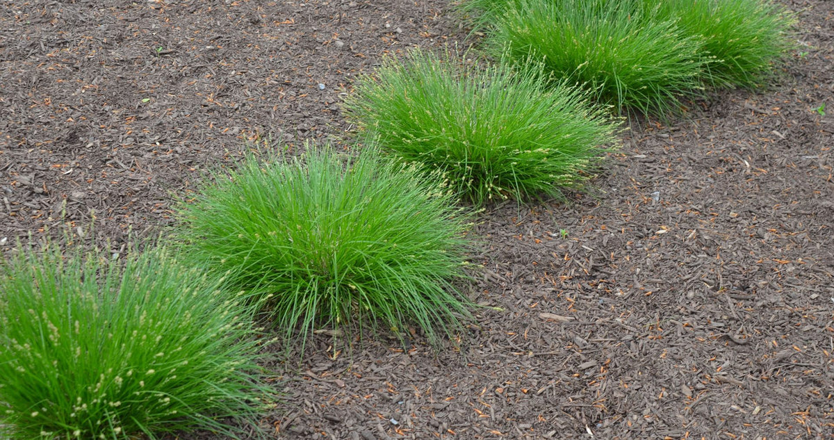 Eastern Star Sedge - Carex radiata
