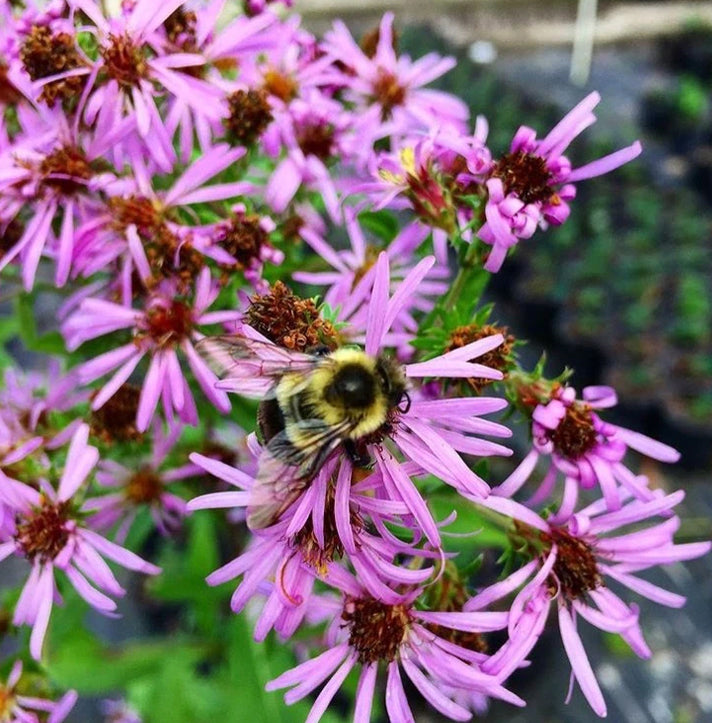 Elliott Aster - Symphyotrichum elliottii